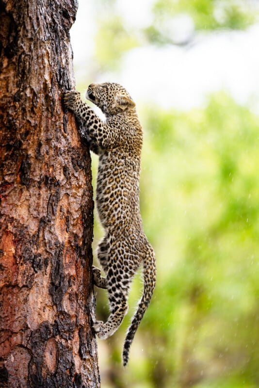 A leopard cub, with its spotted fur and long tail, clings to the side of a tree trunk in a forest. The background is lush and green, indicating a dense, thriving environment. Bright sunlight filters through the canopy, highlighting the intricate pattern on the cub's coat.