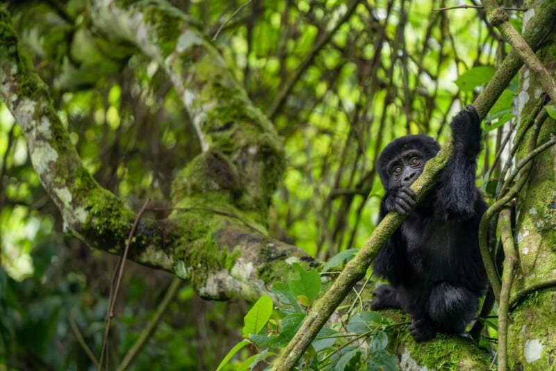 A young black-furred gorilla grips a moss-covered tree branch in a dense, green forest. The gorilla's wide eyes look towards the camera, while lush foliage surrounds it, creating a vibrant, natural jungle backdrop.