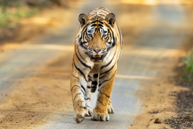 A majestic tiger with a striking orange, black, and white coat is walking on a dirt path towards the camera. Its intense gaze is focused ahead, and its powerful, muscular body exudes strength and grace. Trees and vegetation are blurred in the background.