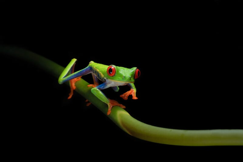 A vibrant green tree frog with large red eyes and orange feet clings to a green stem against a black background. The frog's blue sides and striking colors make it stand out prominently.