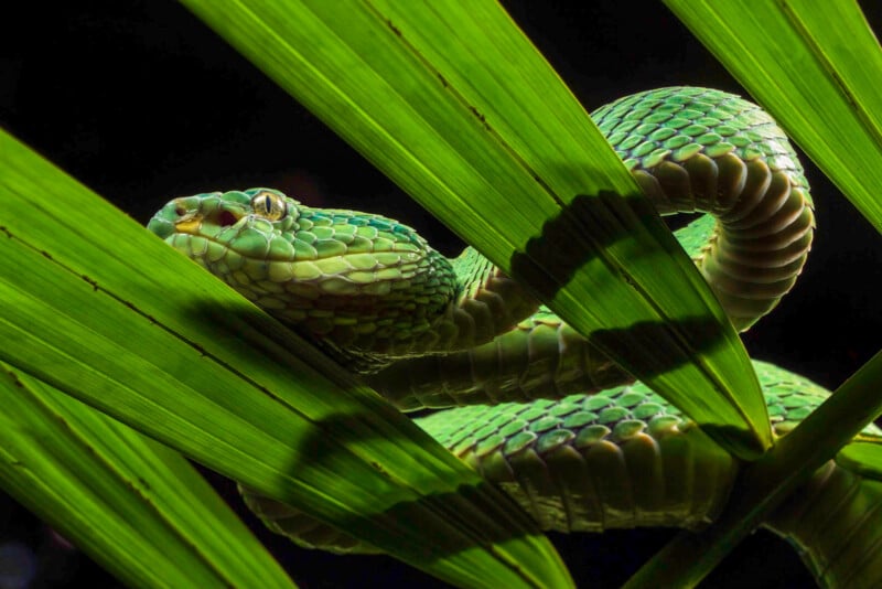 A vibrant green snake with intricate scale patterns slithers through lush green leaves. The snake's coiled body and the play of light and shadow create a striking contrast, highlighting its textured scales and the natural foliage.