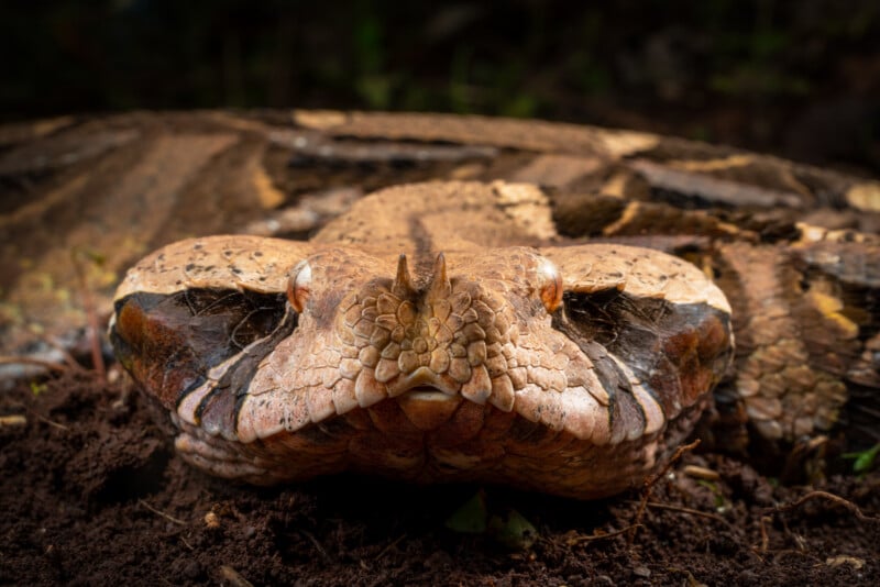 Close-up of a Gaboon viper's head, showcasing its distinctive broad, triangular shape and intricate scale pattern. The snake is lying on the ground among leaves and dirt, camouflaged with its natural surroundings.