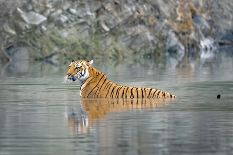 A tiger stands in waist-deep water in a river or lake, with its reflection visible on the water's surface. The background consists of a blurred, rocky, and vegetated riverbank. The tiger appears calm and attentive, looking slightly to the left.