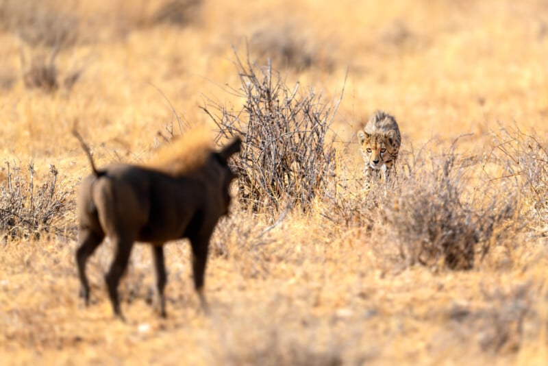 A cheetah crouches behind dry bushes in a grassy savannah, intently watching a wildebeest in the foreground. The landscape is sunlit and arid, with golden hues of dry grass.