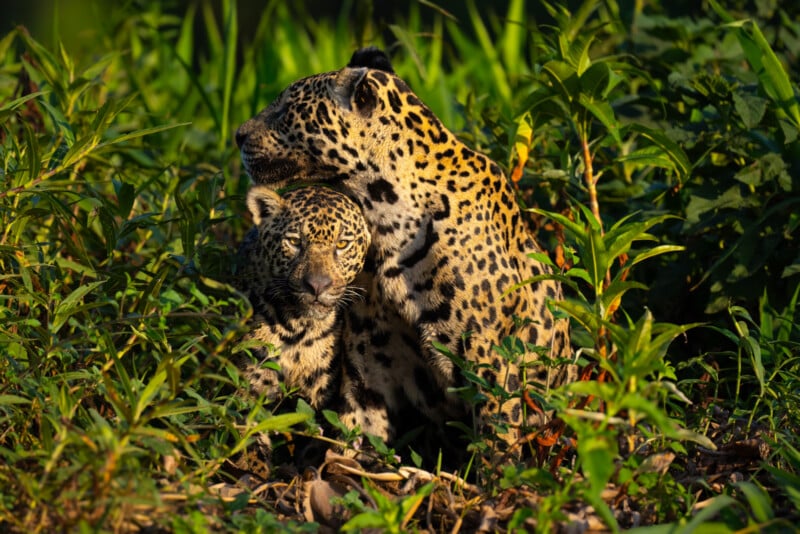 A jaguar and its cub rest together in a lush, green, forested area. The cub is being gently embraced by the older jaguar. Both animals are covered in striking black spots on their golden fur, blending harmoniously with the surrounding foliage.