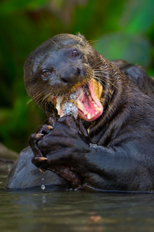 A giant otter in a lush, green natural setting bites into a fish with its sharp teeth. Its front paws clutch the fish while it looks directly at the camera. The otter’s mouth is open wide, revealing its pink tongue and teeth.