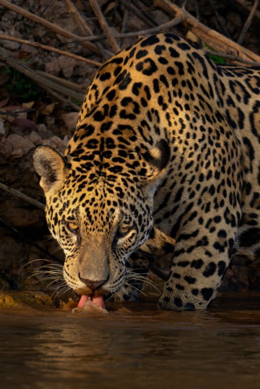 A jaguar with a yellow and black spotted coat is crouched by a water source, drinking. Its tongue is visible lapping up the water, and the jaguar's piercing eyes are focused forward. The background consists of rocks and branches.