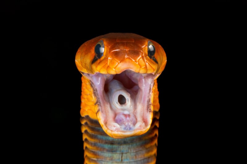 A close-up image of a snake with an open mouth, showcasing its fangs and throat. The snake has an orange and yellow coloring on its head, with black eyes and a black striped pattern on its body. The background is completely black, emphasizing the snake.