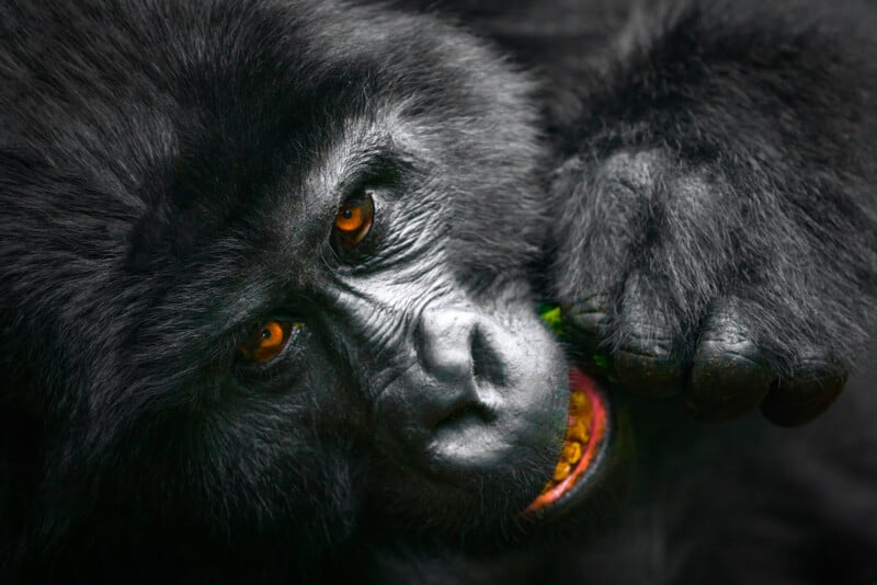 Close-up of a gorilla's face, showing expressive orange-brown eyes and coarse black fur. The gorilla is holding a small piece of green vegetation near its mouth with one hand, highlighting its thoughtful and curious nature in a lush environment.