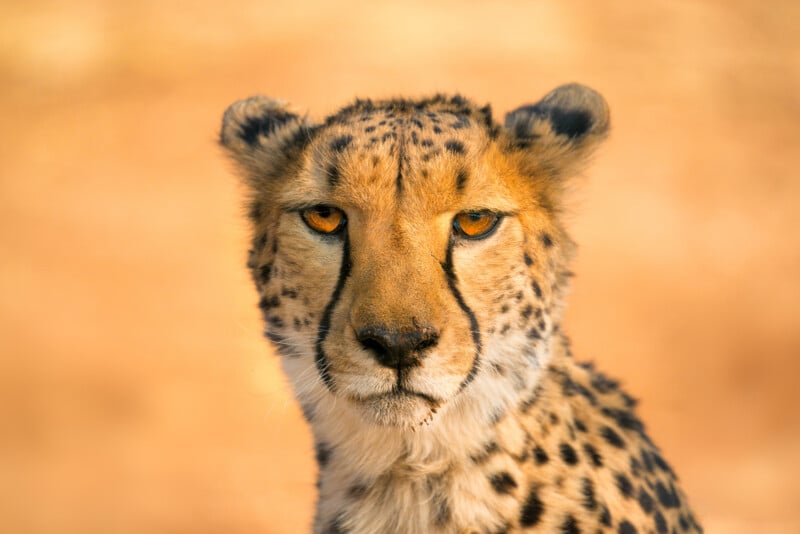 Close-up of a cheetah facing the camera against a warm, blurred background. The cheetah's fur is golden with distinctive black spots, and its amber eyes gaze directly forward. Its expression appears calm and focused.