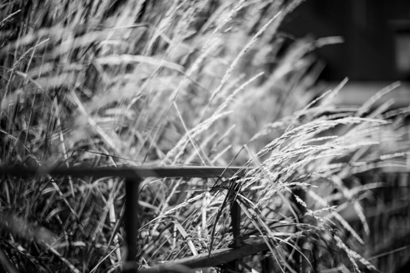 Black and white photo of tall, slender grasses blowing in the wind, seen through a simple metal fence. The background is blurred, emphasizing the texture and movement of the grasses in the foreground.