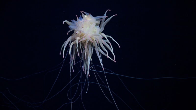 A transparent jellyfish floats gracefully in a dark, deep-sea environment. Its long, thin tentacles, glowing softly, extend in multiple directions, capturing the light. The jellyfish's body has a delicate, almost flower-like appearance.