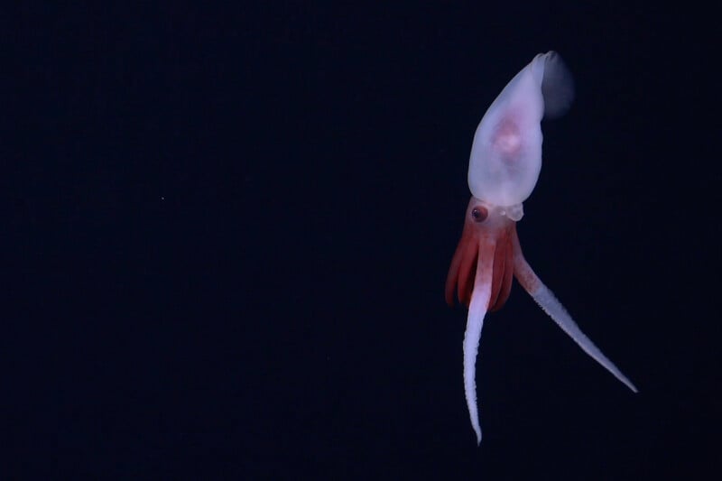 A deep-sea squid is suspended in the dark ocean, its body predominantly white with reddish tentacles. The squid's large eyes are visible as it floats against the black background, showcasing its luminescent appearance.