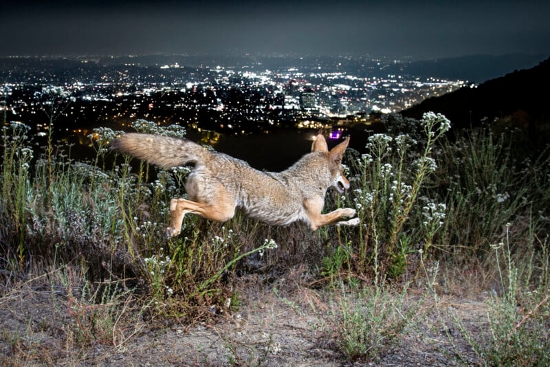 A coyote is captured mid-leap in a grassy and flowery terrain at night. The cityscape, with twinkling lights, stretches out in the background under a dark sky, highlighting the contrast between wildlife and urban environment.