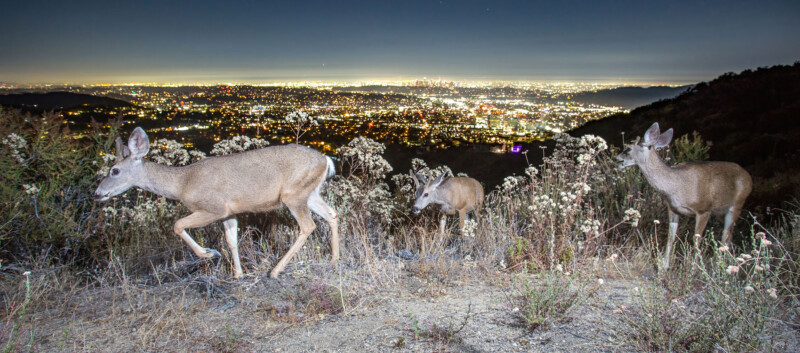 Three deer stand on a hillside with dried bushes and plants in the foreground. A brightly lit cityscape stretches out below them in the background under a night sky. The scene contrasts the natural environment with the sprawling urban lights.