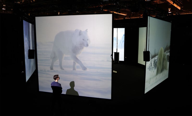 An individual stands in a dark room observing large illuminated screens displaying images of wolves and snowy landscapes. The person casts a shadow on one of the screens, enhancing the immersive experience of the wildlife visuals.