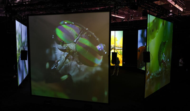 An immersive exhibit shows large, brightly colored, and detailed projections of insects on multiple screens in a dark room, enhanced by surrounding light fixtures. One screen prominently features a closeup of a beetle with iridescent green hues.