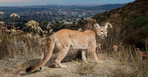 A mountain lion stands on a hillside covered in dry vegetation, with a sprawling cityscape and distant buildings visible in the background under a hazy sky. The lion looks directly at the camera, capturing a striking contrast between wildlife and urban environment.