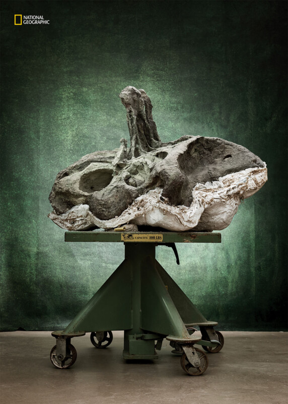 A fossilized dinosaur pelvis is shown on a cradle against a green background. 