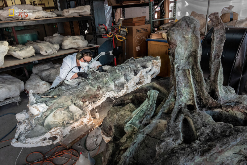 A woman works on a fossilized dinosaur. 