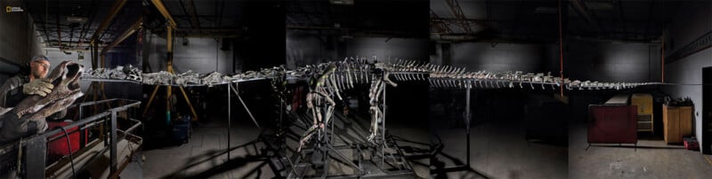 A five-part composite image shows a full sauropod dinosaur skeleton reconstructed. 