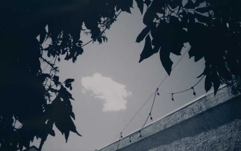 A single white cloud floats in a clear sky, framed by the silhouettes of tree leaves. String lights are visible, extending from the upper branches to a textured wall below. The image has a serene and calm atmosphere.