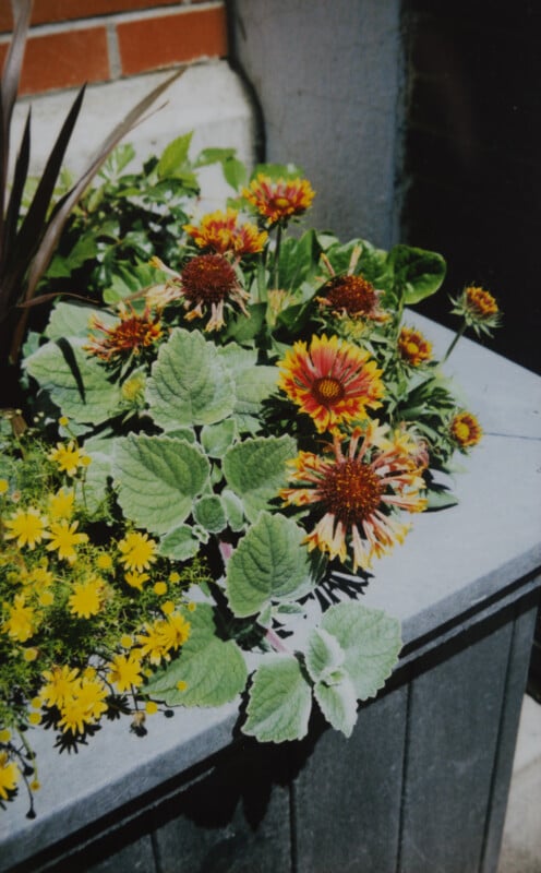 A rectangular planter filled with various flowering plants. Bright yellow and red-orange flowers bloom among green foliage. The background includes a brick wall and part of a light-colored building. Sunlight casts natural shadows over the scene.