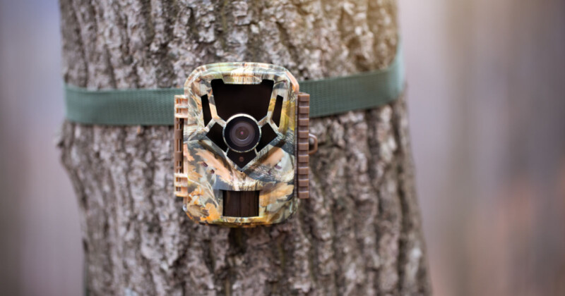 A camouflaged trail camera is securely strapped to a tree trunk with a green strap. The camera, designed to blend in with its surroundings, has a visible lens and sensor openings. The background is a blurry forest scene.