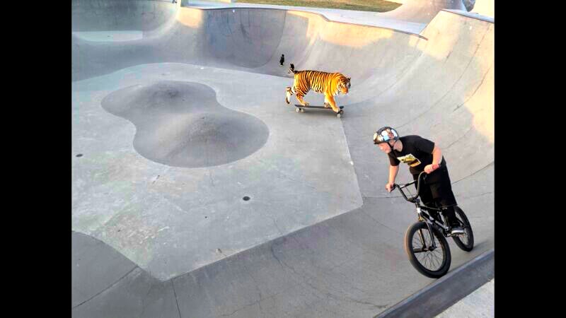 A person rides a BMX bike in a concrete skate park while a tiger balanced on a skateboard rides beside. The scene captures a surreal and playful moment in an otherwise typical skate park setting.