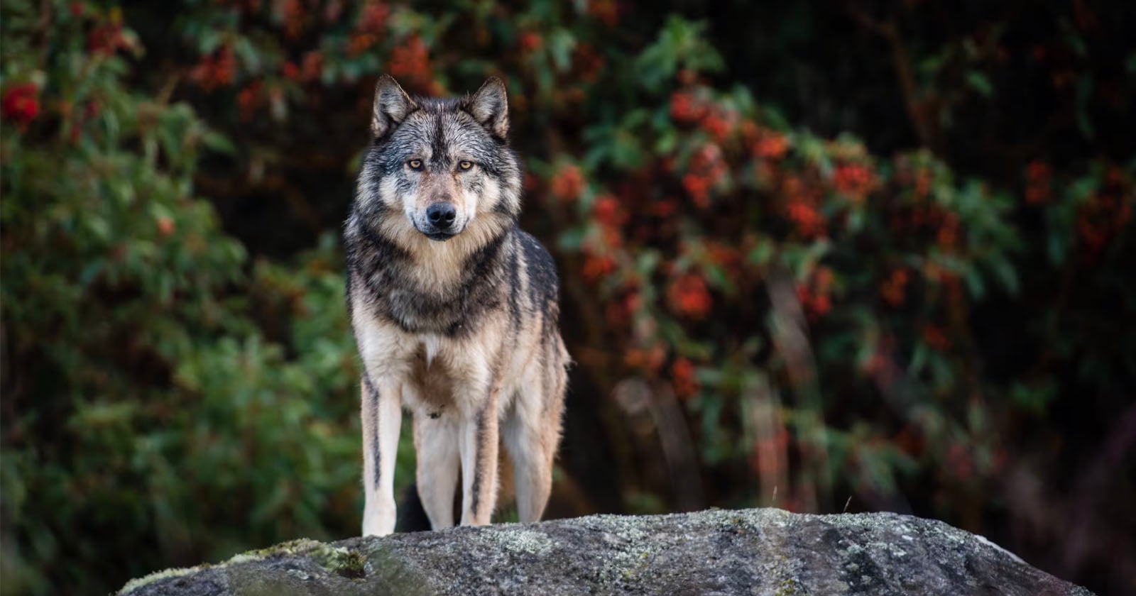 Photographer Outraged After Hunting Company Used Famous Wolf Image