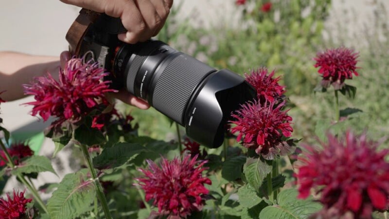 A person holds a camera with a large lens close to a vibrant red flower, capturing a close-up shot. The background is filled with more similar red flowers and green foliage, creating a lively and colorful scene.