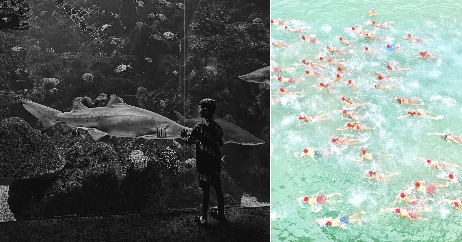 Left image: Black and white photo of a child looking at a large shark in an aquarium tank with various fish. Right image: Color photo of numerous swimmers in bright pink swim caps swimming in turquoise water.