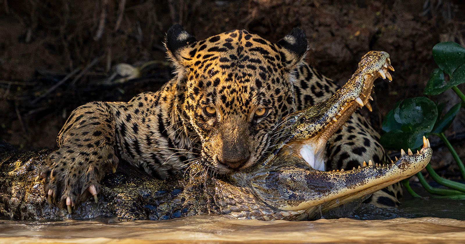 A jaguar is tightly gripping and biting into the neck of a caiman, partially submerged in murky water. The caiman's mouth is open, revealing its sharp teeth, while the jaguar's intense gaze and powerful paws are visible. Lush foliage is seen in the background.