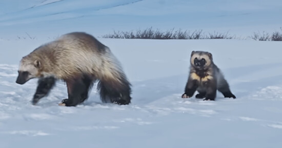 baby wolverine first steps earth alaska