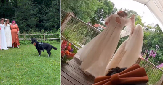 Two images side by side. The left shows bridesmaids in pastel dresses standing on grass, a black dog holding a ball is in the foreground. The right shows two brides in white gowns on a wooden deck, embracing under a canopy, with colorful flowers nearby.