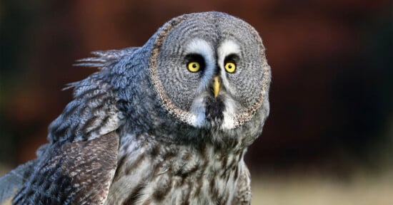 A close-up photo of a Great Grey Owl, showcasing its large, round face with striking yellow eyes and dark concentric circles. The owl's detailed grey and white plumage contrasts with the blurred dark brown and green background.