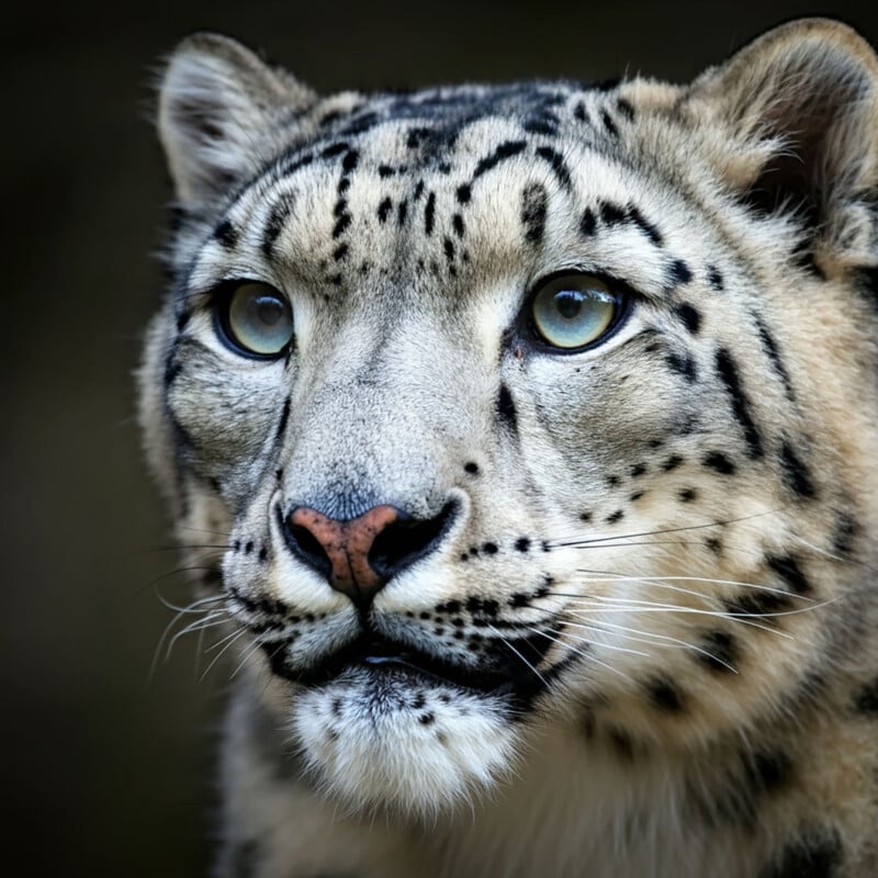 Close-up view of a snow leopard's face, with intricate black markings on its light-colored fur. The snow leopard's light green eyes are wide open, and its gaze is intense. The background is dark and blurred, emphasizing the details of the animal's face.