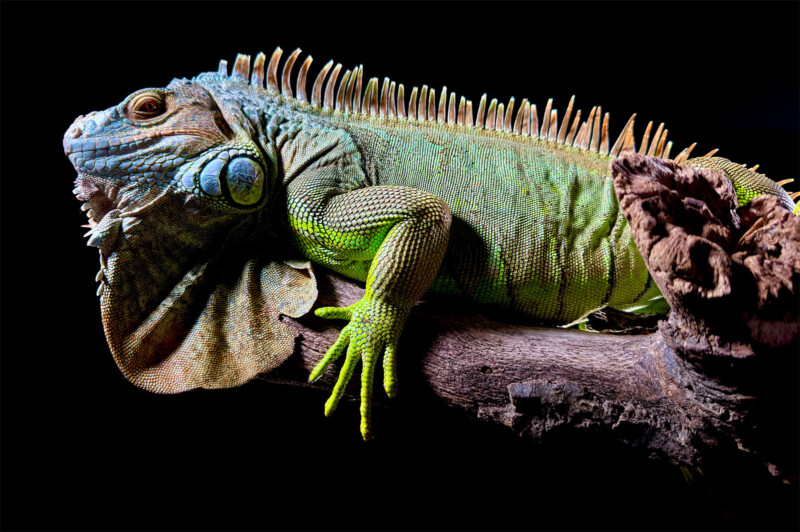 A close-up of a green iguana with spiky scales along its back and a dewlap on its throat, lying along a dark, textured branch. The background is black, highlighting the vivid colors and intricate details of the iguana's scales and claws.