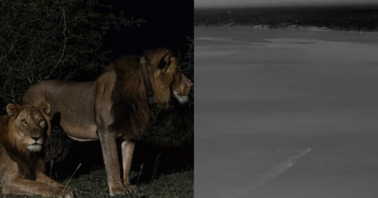 On the left, two lions stand in the dark, one wearing a tracking collar. On the right, a gray-scale thermal image shows indistinct features, possibly a distant landscape.