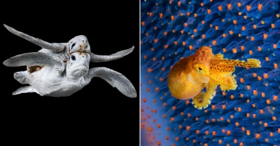 The image is split into two photos. The left side shows two sea turtles swimming together against a black background. The right side depicts a tiny, bright yellow and orange octopus on a blue, textured surface with small orange dots.