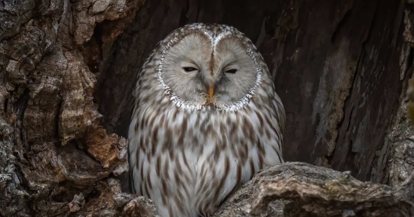 Wildlife Photographers Fight Removal of Owl Nest Where People Camp to Take Pictures