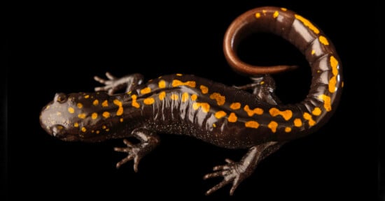 A close-up view of a spotted salamander against a black background. The salamander has a shiny, dark body with distinct yellow spots arranged along its back and tail. Its legs are spread out, and its tail is curved upward.