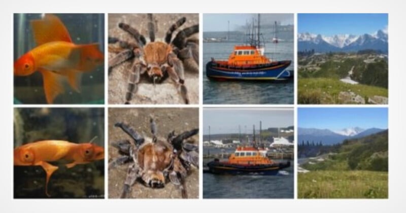 A collage of eight images arranged in two rows and four columns. From left to right: two goldfish, a close-up of a tarantula, an orange and blue boat, a mountainous landscape, different goldfish, another close-up of a tarantula, the same boat, and another scenic landscape.