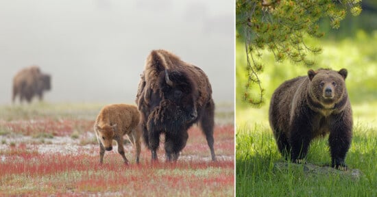 The image shows two sections: on the left, an adult bison walking closely with a bison calf in a misty meadow with another bison in the background; on the right, a large bear standing on green grass beside a tree branch.