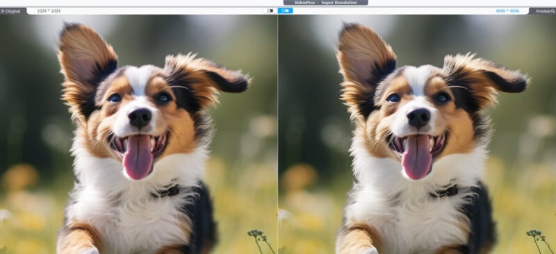 Side-by-side comparison of a dog running outdoors. The left image shows the original photo with a resolution of 1024 x 1024 pixels, while the right image demonstrates an enhanced version with a resolution of 4096 x 4096 pixels, showcasing increased clarity and detail.