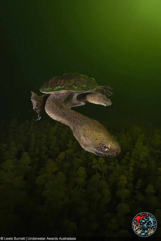 A turtle with a partially extended neck and fins swims underwater in an environment rich with aquatic vegetation, with a greenish hue pervading the water. The image credit is given to Lewis Burnett and Underwater Awards Australasia.