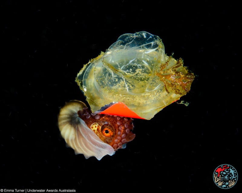 A vivid underwater image showcasing a small octopus interacting with a discarded piece of orange plastic and translucent jellyfish against a dark background. The octopus seems to be partially emerging from the plastic, highlighting the intricate details of its tentacles and eyes. (Photo credit: Emma Turner | Underwater Awards Australasia).