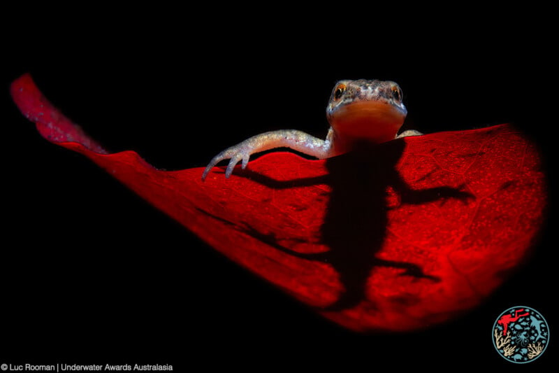 A small amphibian, possibly a newt, rests on a vivid red leaf against a black background. The leaf is brightly lit, casting a detailed shadow of the amphibian. The image has a logo in the bottom right corner indicating photography awards.