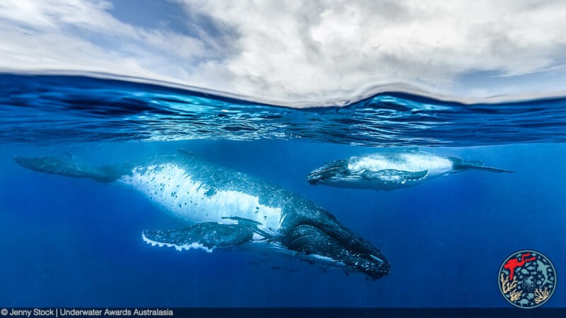 A stunning underwater photograph shows two humpback whales swimming beneath the ocean's surface. The larger whale is closer to the camera, while a smaller whale is in the background. The water is deep blue, and part of the cloudy sky is visible above.