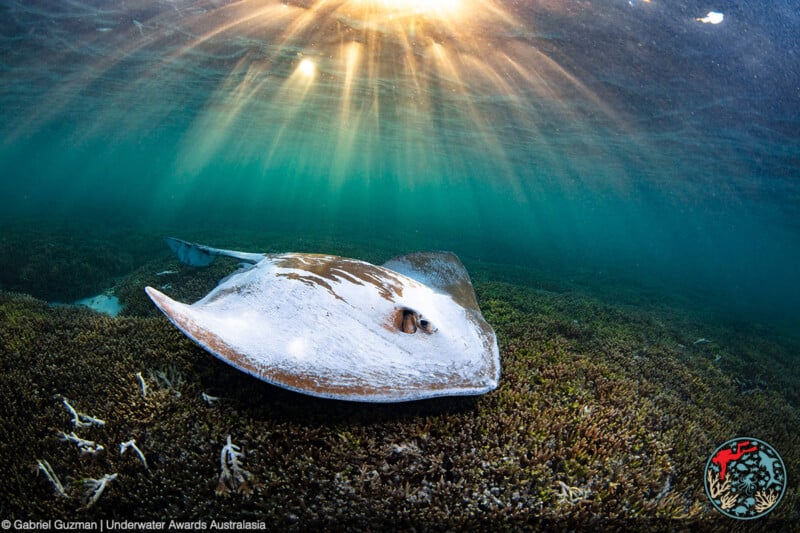 A large stingray glides over the seabed in clear blue-green waters, illuminated by sunlight filtering from above. The ocean floor is covered with seagrass, and rays of sunlight create a shimmering effect. A logo with marine imagery and text is in the bottom corner.